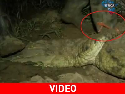 Ν. Αφρική: Στο κυνήγι του… κροκόδειλου