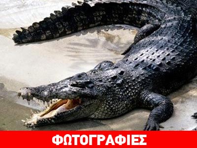 Prison break με άρωμα… κροκόδειλου!