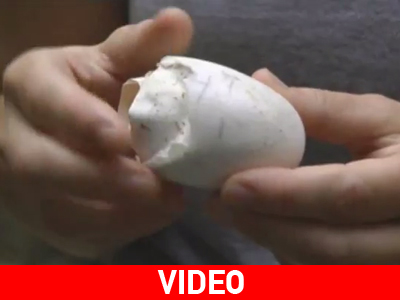 Χαράς Ευαγγέλια σε Ζωολογικό Κήπο των Η.Π.Α.