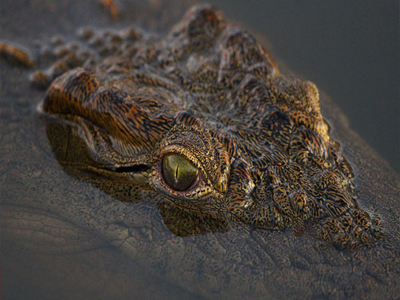 Φρίκη: Κροκόδειλος έφαγε 10χρονο κορίτσι