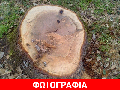 Αιτωλ/νία: Αποδεκατίζεται το δάσος στην Παλαιομάνινα