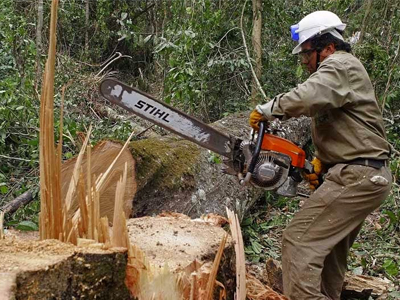 Ήπειρος: Μείωση στα περιστατικά λαθροϋλοτομίας