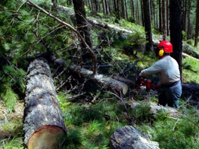 Αύξηση των κρουσμάτων παράνομης υλοτομίας στην Κρήτη