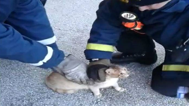 Λήμνος: Γκρέμισαν τοίχο για τον απεγκλωβισμό γάτας