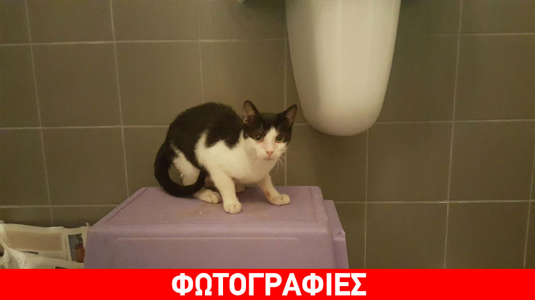 Χαρίζεται αξιολάτρευτος γατούλης