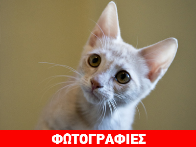 Ο γατούλης Gordon αναζητά μία οικογένεια