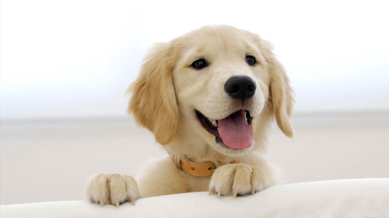 Χανιά: Δωρεάν στείρωση και σήμανση κατοικιδίων