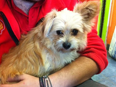 Βρέθηκε στο Χαλάνδρι – Μήπως τον χάσατε;