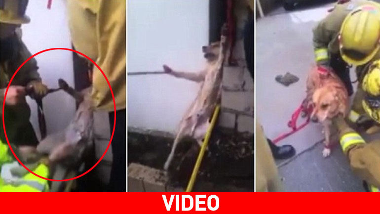 Λος Άντζελες: Καρέ – καρέ η διάσωση σκύλου που σφήνωσε σε μεσοτοιχία
