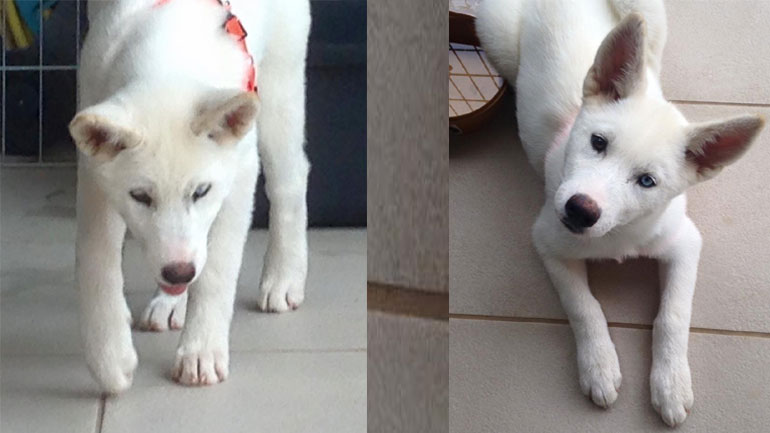 Βοηθήστε να βρεθεί η Νάλα