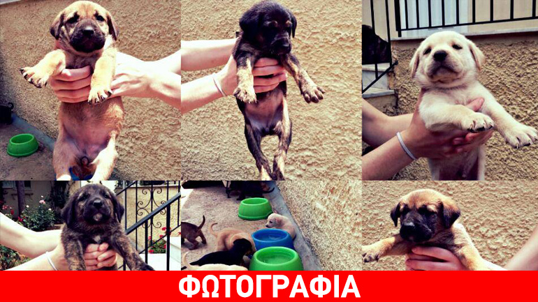 Αξιολάτρευτες φατσούλες προς υιοθεσία