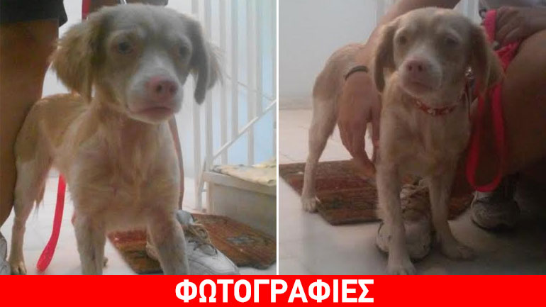 Χαρίζεται η γαλαζομάτα Sky