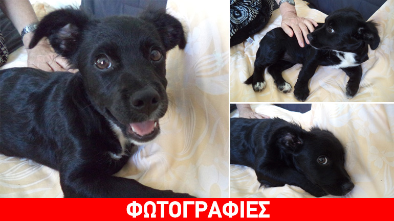 Υιοθετήστε τη μαυρούλα!