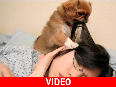 Σκύλος… ξυπνητήρι!