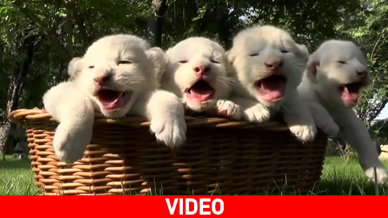 Επίσημη «πρώτη» για νεογέννητα λιονταράκια αλμπίνο