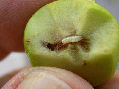 Αχαΐα: Στην τελική φάση η επιχείρηση… δάκος!