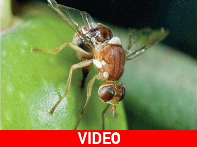 Κρήτη: Ο δάκος απειλεί την ελαιοπαραγωγή