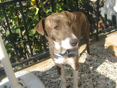 Χαρίζεται η Δανάη