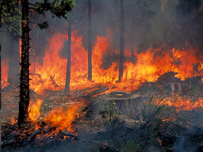 Καμπανάκι για τη δασοπροστασία στον νομό Ηλείας