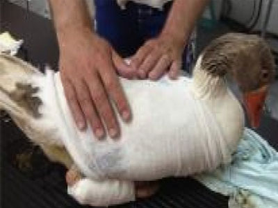 Οι τουρίστες έσωσαν άγρια χήνα