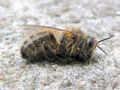 Ευρώπη: Αλυσιδωτές αντιδράσεις από την εξαφάνιση των μελισσών