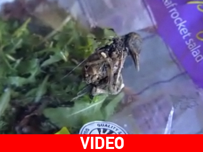 Βρήκε πουλί μέσα στη σαλάτα! Βρήκε πουλί μέσα στη σαλάτα!