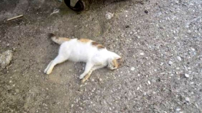 Αίγιο: Έριξαν φόλες σε γάτες και σκόρπισαν τον θάνατo