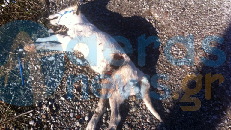 Κακοποίησαν και σκότωσαν σκύλο στην Αιτωλοακαρνανία