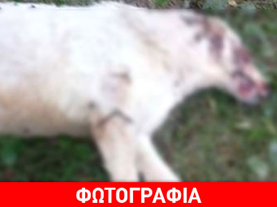 Νεκρά από σφαίρες δύο σκυλιά στην Πρέβεζα