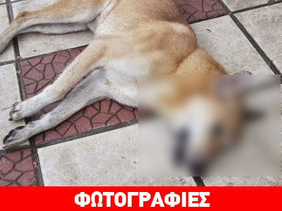 Δηλητηρίασαν αδέσποτα στα Νέα Μουδανιά