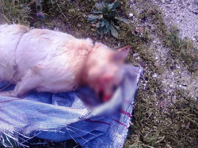 Φρικτός θάνατος σκύλου στην Ηγουμενίτσα