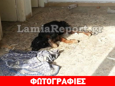 Ψόφιο σκυλί μέσα στο Δημαρχείο Λαμίας