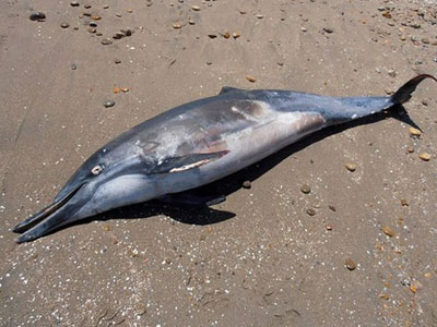 Νεκρό δελφίνι στο Ηράκλειο Κρήτης