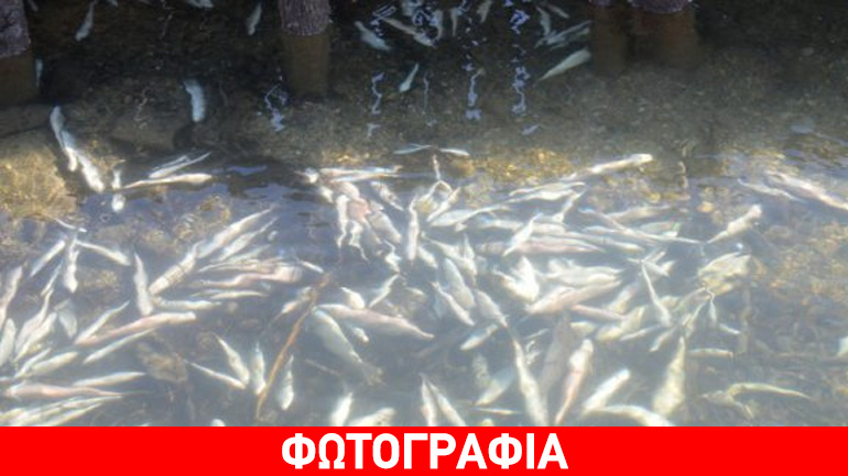 Θεσσαλονίκη: Νεκρά ψάρια στον ποταμό Μπογδάνα