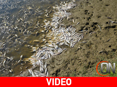 Τρίκαλα: Εκατοντάδες νεκρά ψάρια σε ποταμό