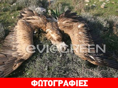 Εύβοια: Νεκρός γύπας σε χωράφι της Οκτωνίας
