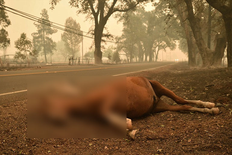 Ένα από τα πολλά ζώα που βρήκαν τραγικό θάνατο