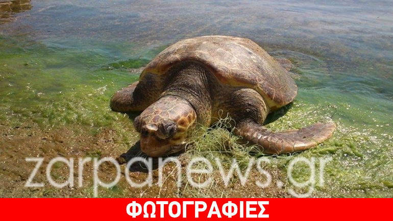 Νεκρή Καρέτα Καρέτα στο ενετικό λιμάνι