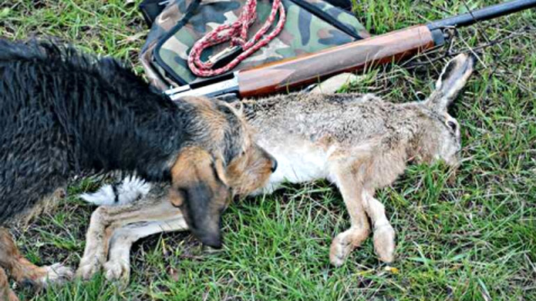 Στον Εισαγγελέα 25χρονος κυνηγός για κακοποίηση λαγού