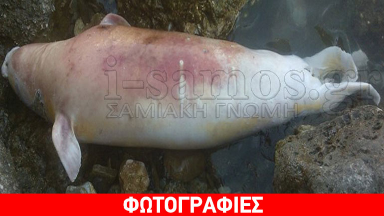 Σάμος: Νεκρή φώκια σε αποσύνθεση στον Μαραθόκαμπο