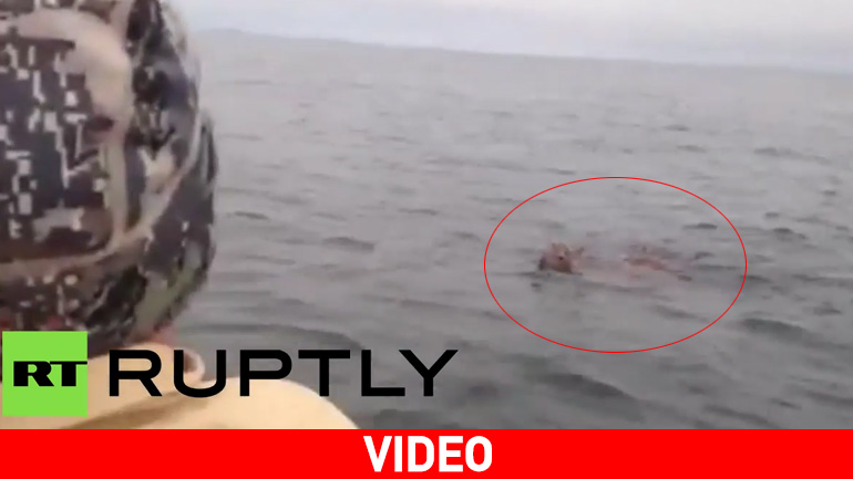 Βλαδιβοστόκ: Ελάφι κάνει μπάνιο στον Ωκεανό! Βλαδιβοστόκ: Ελάφι κάνει μπάνιο στον Ωκεανό!