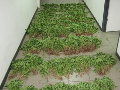 Δεν μπορούσε να αποχωριστεί τον… κήπο του