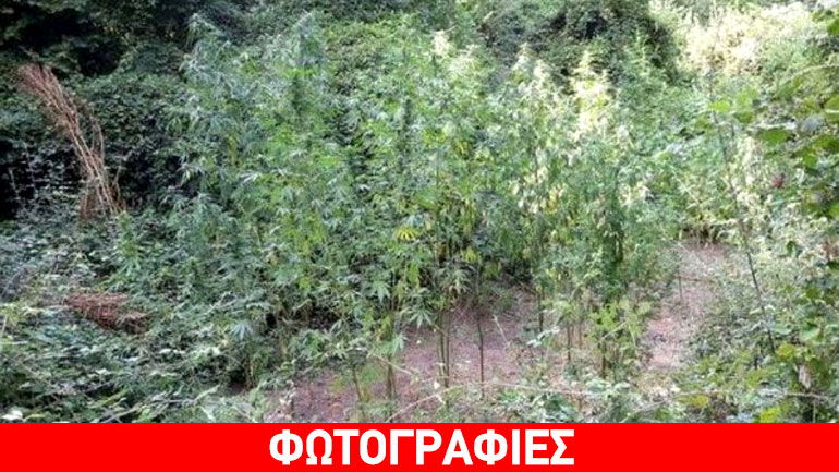 Δάσος… κάνναβης στην Πιερία Δάσος… κάνναβης στην Πιερία