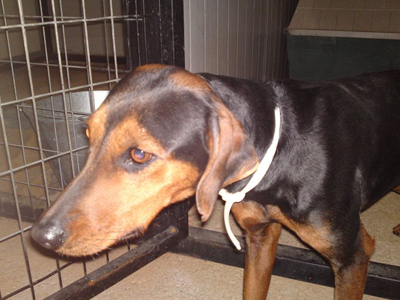 Η Στεφούλα αναζητάει σπίτι