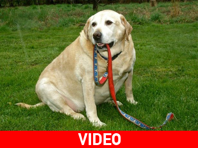 Επειγόντως… δίαιτα!