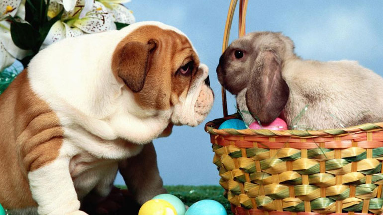 Πάσχα με τον σκύλο…