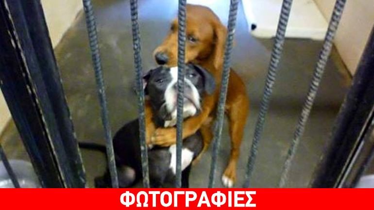 Γλίτωσαν τη θανάτωση με μια αγκαλιά!