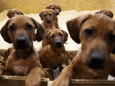 Κλέφτες κυνηγόσκυλων έπεσαν στα χέρια των αρχών