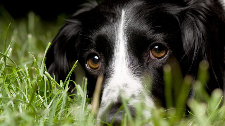 Εύβοια: Πυροβόλησε και σκότωσε σκύλο