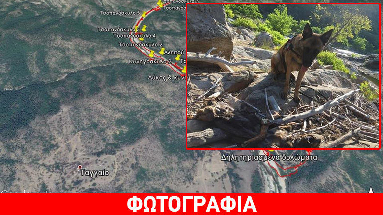 Μαζική δηλητηρίαση ζώων στη Θράκη